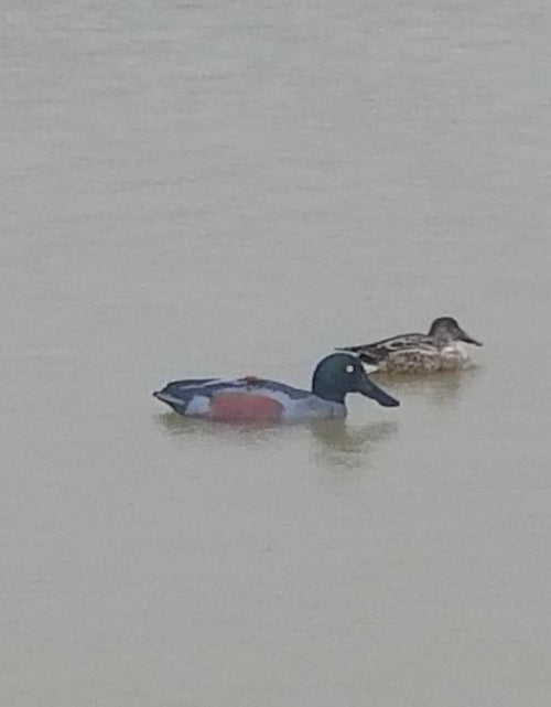 Load image into Gallery viewer, 6 Full Sized Collapsible Mallard Duck Hunting Decoy
